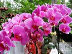 蝴蝶兰的花语是什么