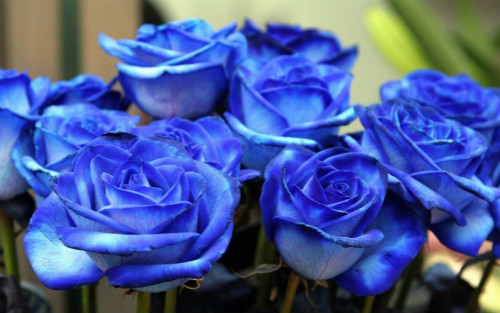 蓝玫瑰的花语，蓝玫瑰（蓝色妖姬）