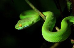 周公解梦梦见蛇是什么意思？