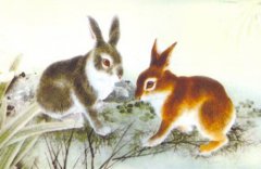 属兔的今年多大,属兔的2018年多大?生肖兔的年龄