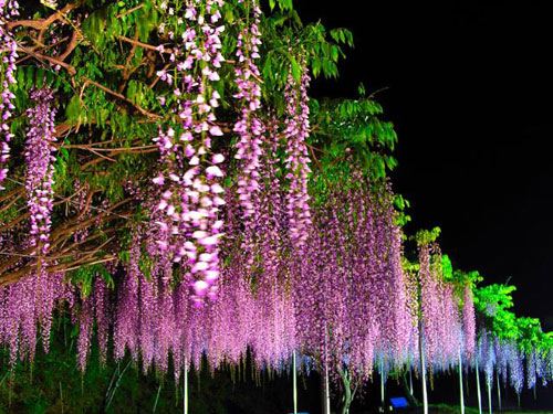 紫藤花的花语是什么？紫藤花花语大全及美丽传说