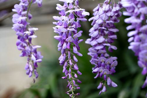 紫藤花的花语是什么？紫藤花花语大全及美丽传说