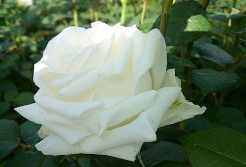 白玫瑰花的花语是什么？白玫瑰花语大全及传说