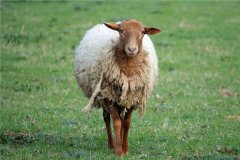 属羊2021年运势及运程-2021年属羊人的全年每月运势