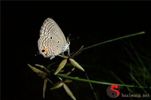 梦见飞蛾缠身