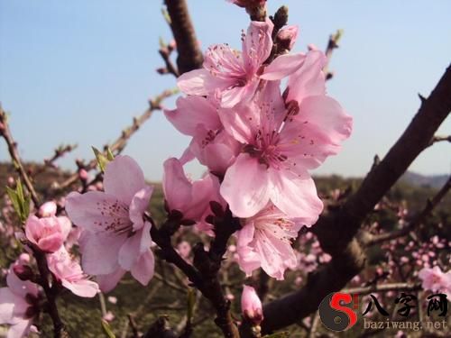 梦见桃花树开满桃花