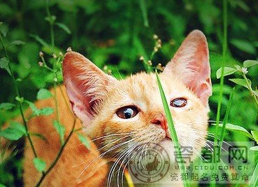 白羊座猫咪：战斗猫