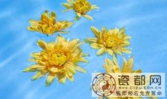 花开花谢 缘生缘灭