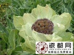 2月2日生日密码