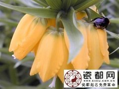 4月4日生日密码