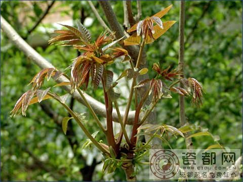 谷雨节气话香椿