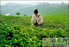 谷雨时节茶叶农事安排和技术要点