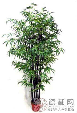竹树