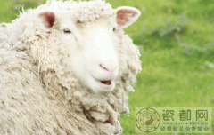 一月出生属羊的人好吗？