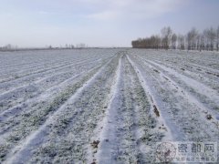 立冬后冬小麦该如何管理？