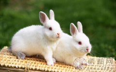 三月出生属兔的人好吗？