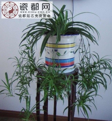 冬季屋里添3绿植助健康      三联