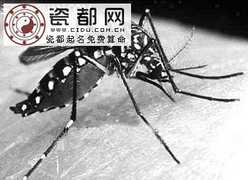 登革热猖獗该如何防蚊？     三联