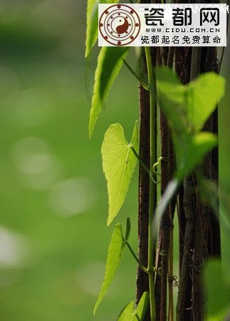 常春藤对家居环境的影响 三联