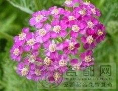 美女樱的花语是什么意思？