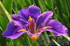 紫色鸢尾花的花语是什么