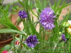 紫色矢车菊的花语是什么？