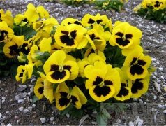 黄色三色堇的花语是什么