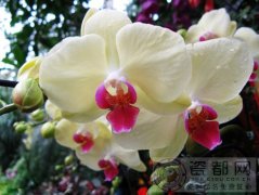 白色蝴蝶兰的花语是什么