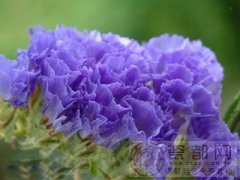 紫色紫罗兰的花语是什么