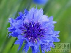 蓝色矢车菊的花语是什么?