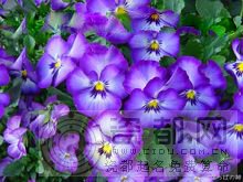 紫色三色堇