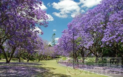 蓝花楹花语：宁静、深远、忧郁，在绝望中等待爱情