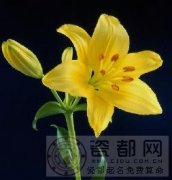 黄百合代表什么？送黄色百合花是什么意思？
