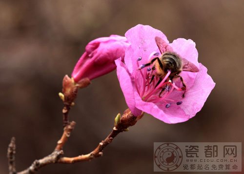 关于杜鹃花的传说