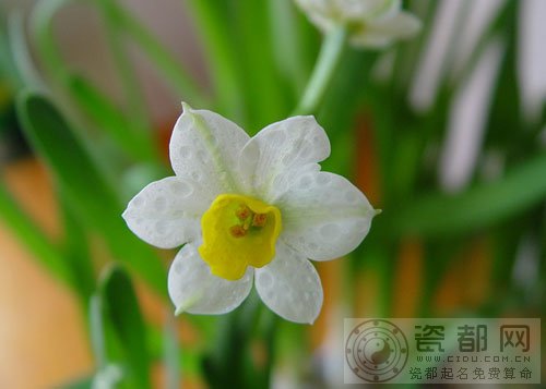 水仙花的传说