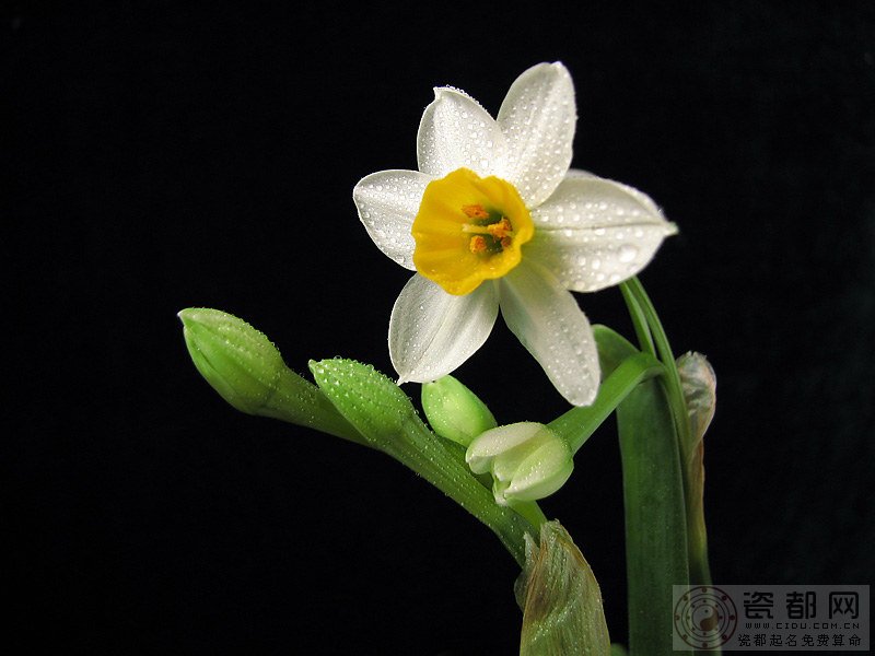 水仙花