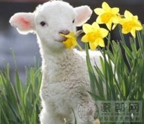 【图】属羊的几月出生最好命？女属羊的和什么属相最配