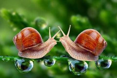 梦见蜗牛意味着什么