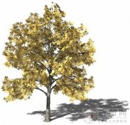 10月24日 - 11月11日 生日树之胡桃树（激情型）