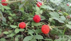 野草莓能吃吗 蛇莓与野草莓咋区分？
