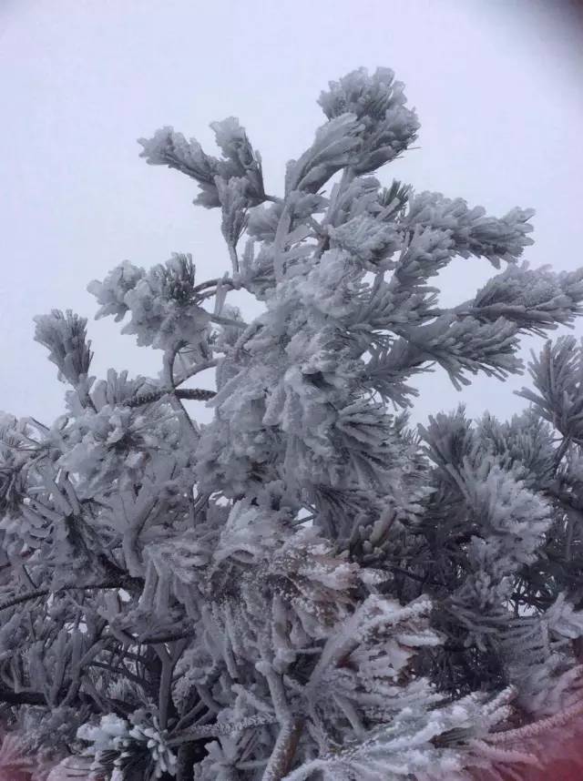 德化雪景实时滚动播报