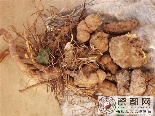 何首乌粉的正确吃法?何首乌粉的功效与作用及食用方法