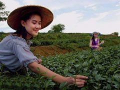 端午节习俗：采茶、制凉茶