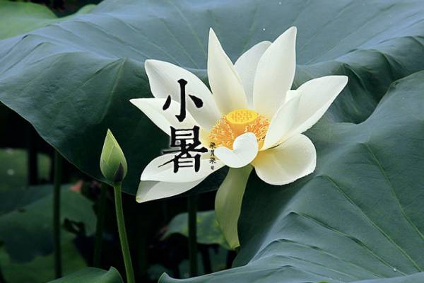 小暑节气