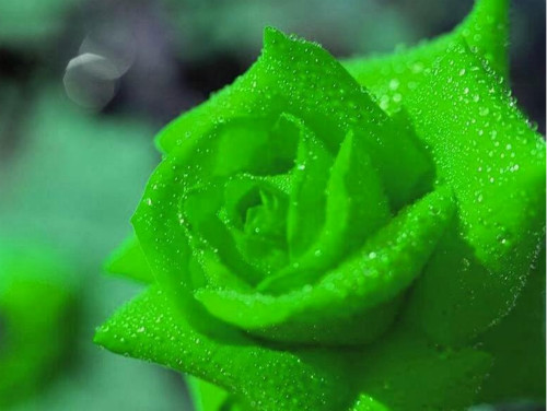 绿玫瑰的传说：绿玫瑰有毒