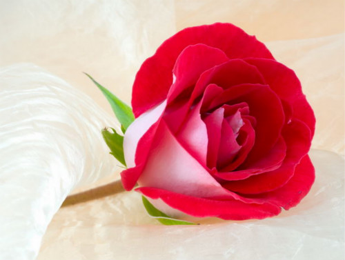 红玫瑰花语：我爱你、热恋