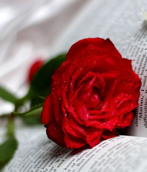 红玫瑰花语：我爱你、热恋