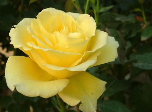 黄玫瑰的花语