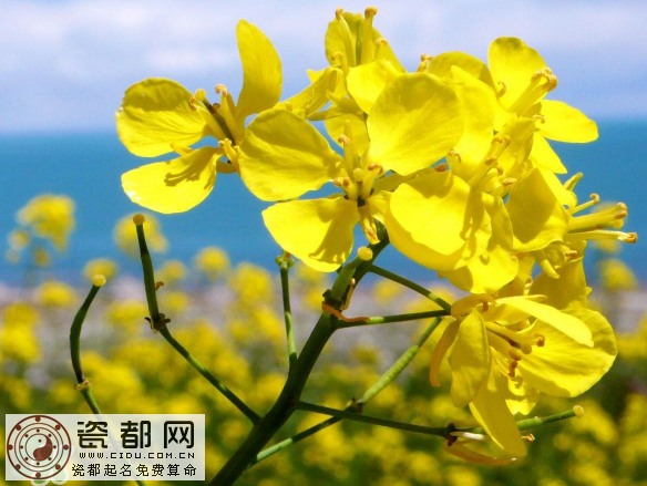 2017年清明节油菜花开了吗？2017年清明节还有油菜花吗？