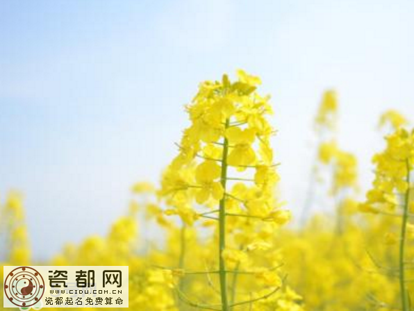 2017年清明节油菜花开了吗？2017年清明节还有油菜花吗？